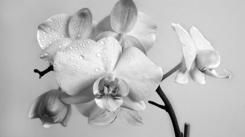 White Orchid Flowers — Black, Serene, Photograph, Water Droplets