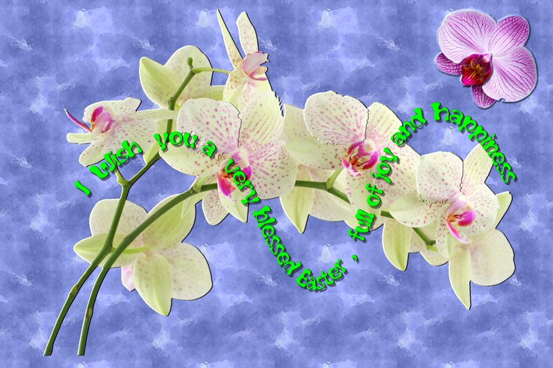 White Orchid Flowers — Blue, Festive