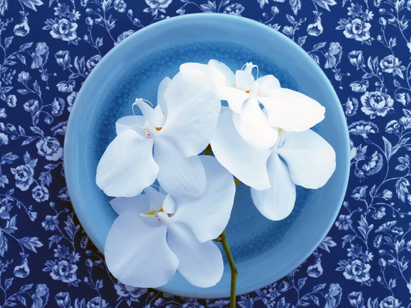 White Orchid Flowers — Blue, Serene, Photograph