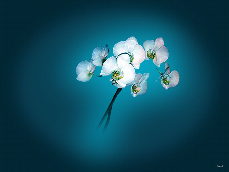 White Orchid Flowers — Blue