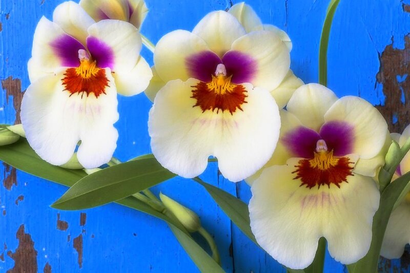 White Orchid Flowers — Blue, Vibrant