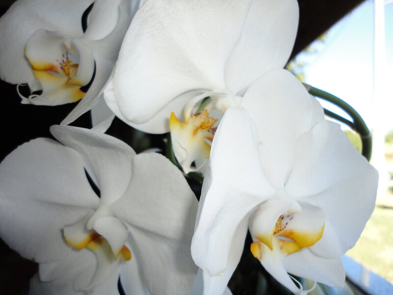 White Orchid Flowers — Calm, Afternoon