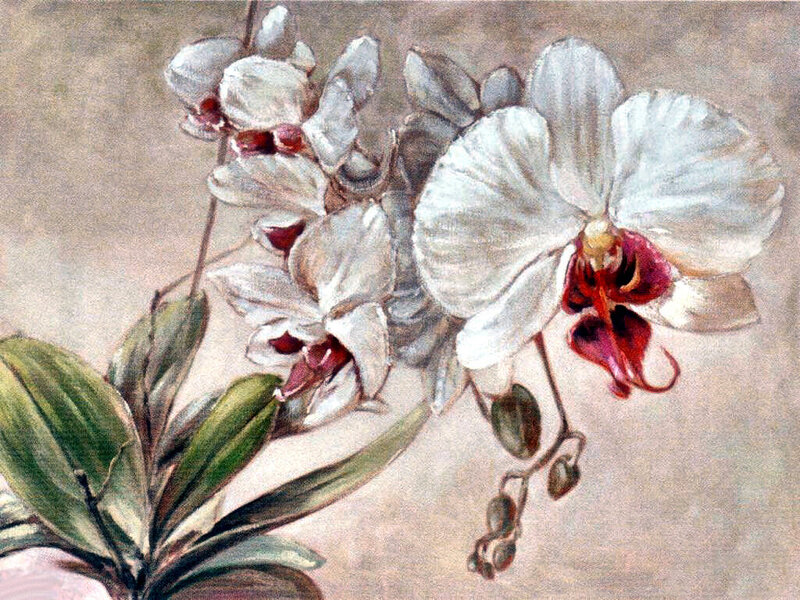 White Orchid Flowers — Calm, Painting, Leaves