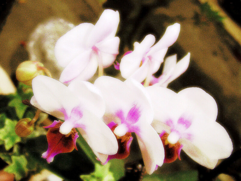 White Orchid Flowers — Calm, Photograph, Buds