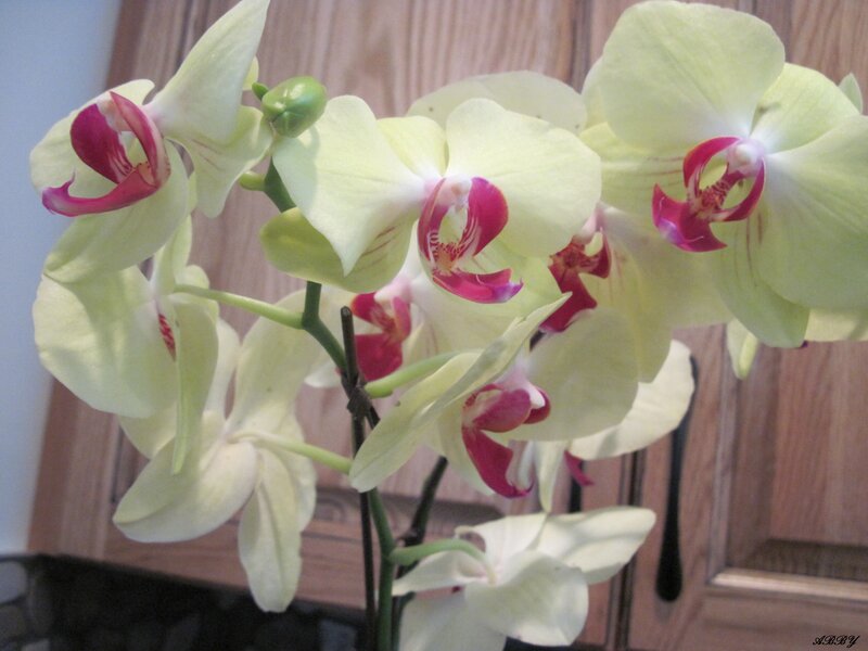 White Orchid Flowers — Calm, Photograph, Cabinet