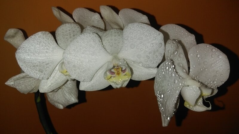 White Orchid Flowers — Calm, Photograph, Drops, Stem