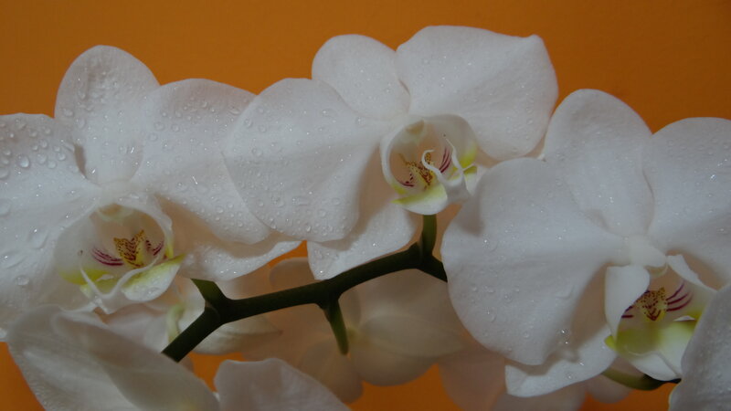 White Orchid Flowers — Calm, Photograph, Drops
