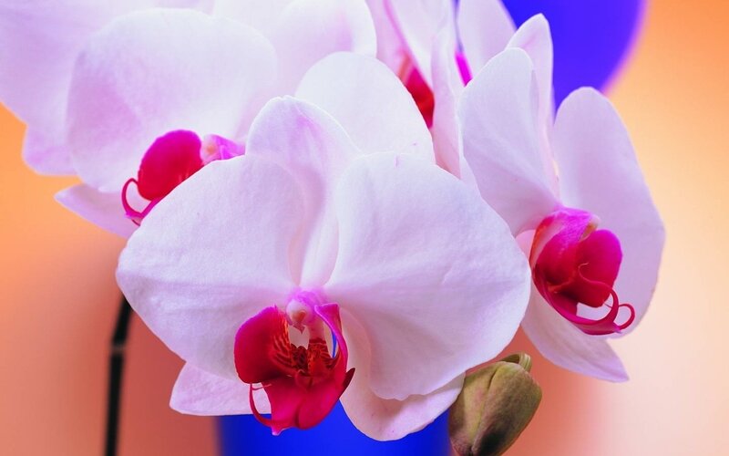 White Orchid Flowers — Calm, Photograph, Flower, Bloom