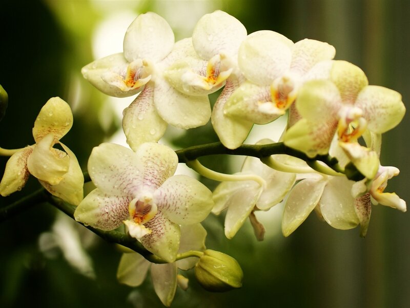 White Orchid Flowers — Calm, Photograph, Flower, Petal