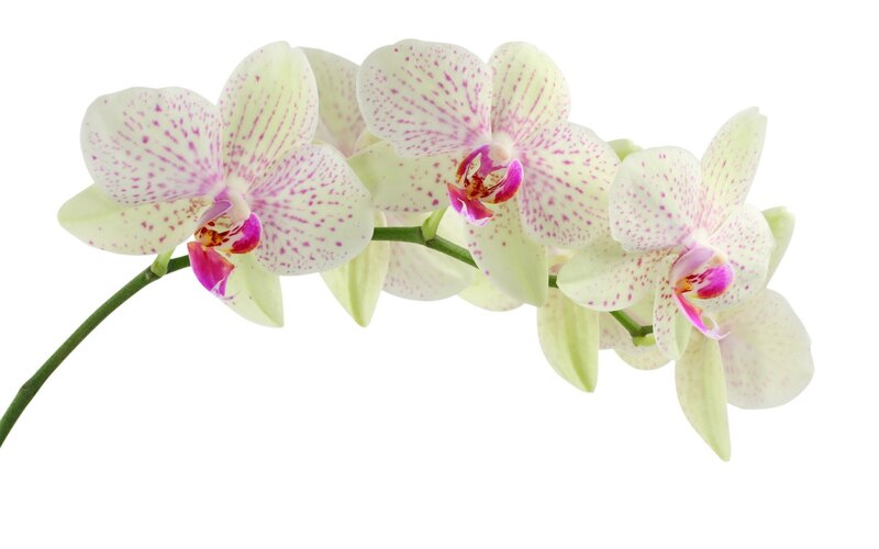 White Orchid Flowers — Calm, Photograph, Flower, Stem, Pink, Green