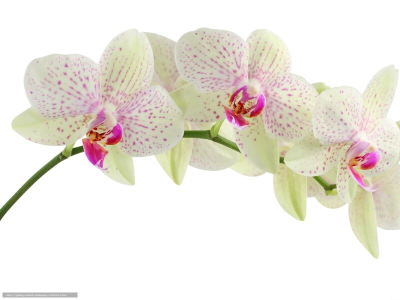 White Orchid Flowers — Calm, Photograph, Flower, Stem