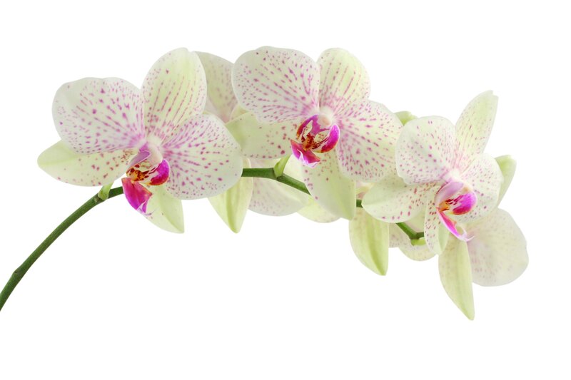 White Orchid Flowers — Calm, Photograph, Flower