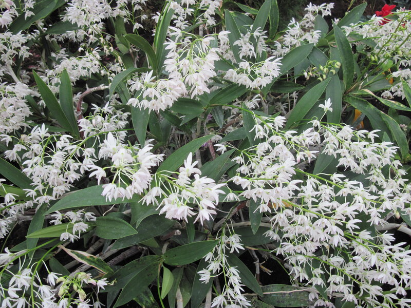 White Orchid Flowers — Calm, Photograph, Green Leaves, Bloom