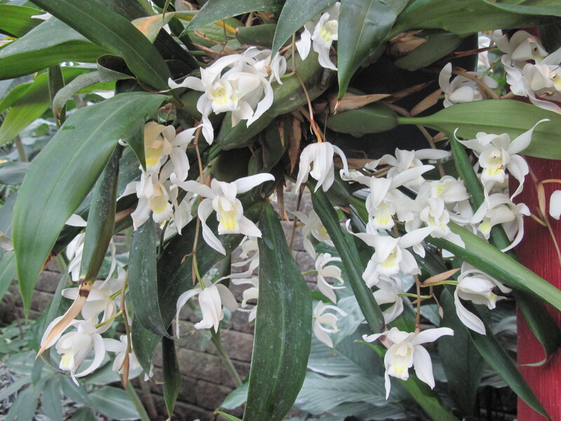 White Orchid Flowers — Calm, Photograph, Green Leaves, Bricks