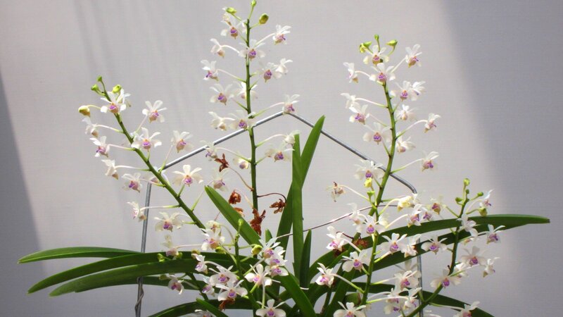 White Orchid Flowers — Calm, Photograph, Green Leaves, Flower Stems