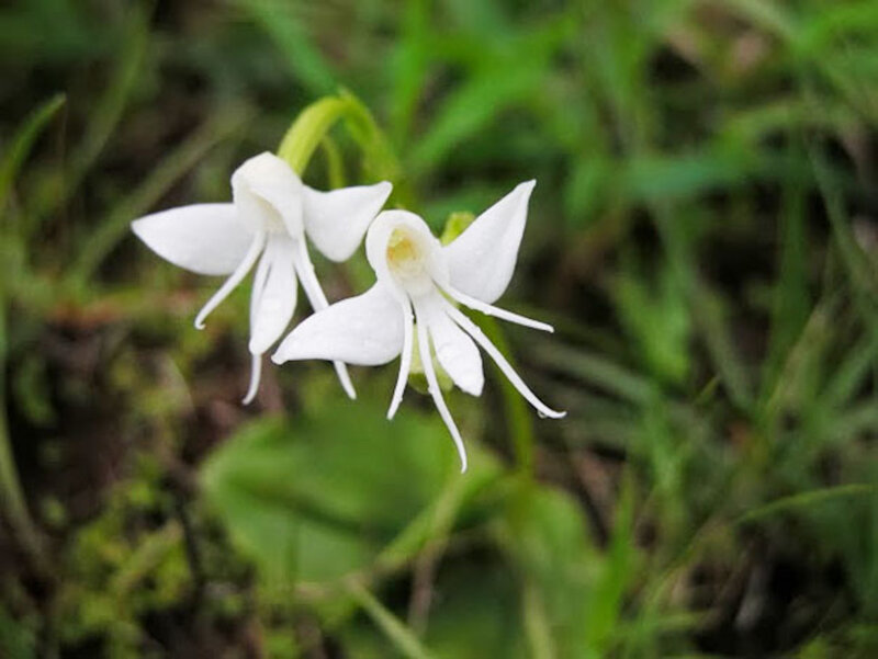 White Orchid Flowers — Calm, Photograph, Green Leaves, Grass