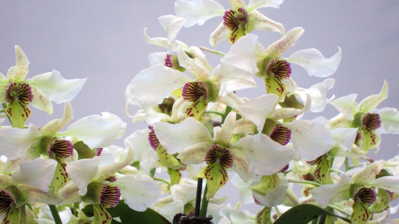 White Orchid Flowers — Calm, Photograph, Green Leaves, Stems