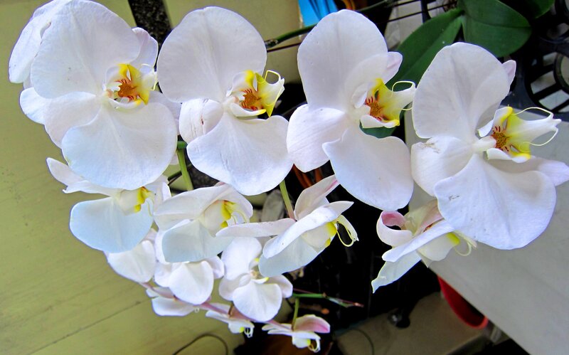 White Orchid Flowers — Calm, Photograph, Green Leaves