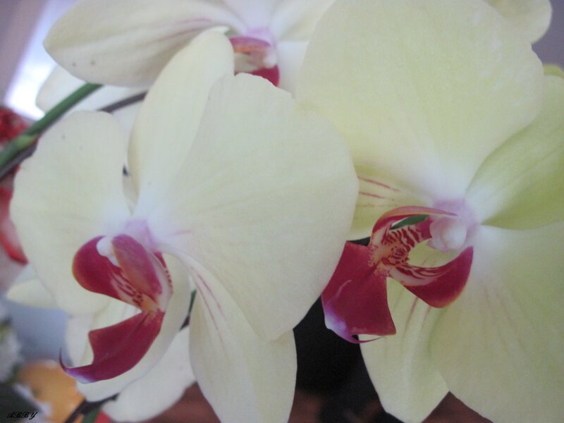 White Orchid Flowers — Calm, Photograph, Green Stem