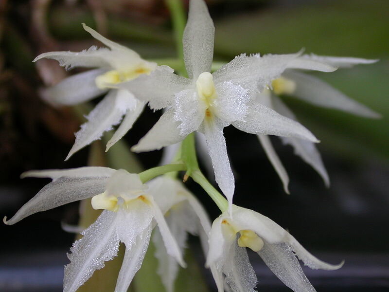 White Orchid Flowers — Calm, Photograph, Green Stems, Leaves, Green