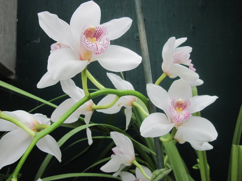 White Orchid Flowers — Calm, Photograph, Green Stems, Leaves