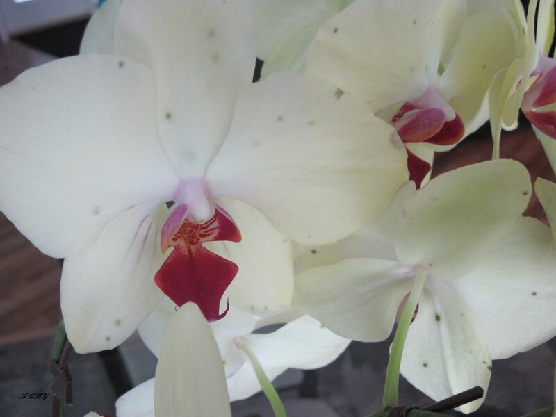 White Orchid Flowers — Calm, Photograph, Green Stems