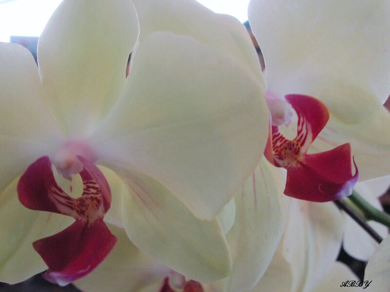 White Orchid Flowers — Calm, Photograph, Petals