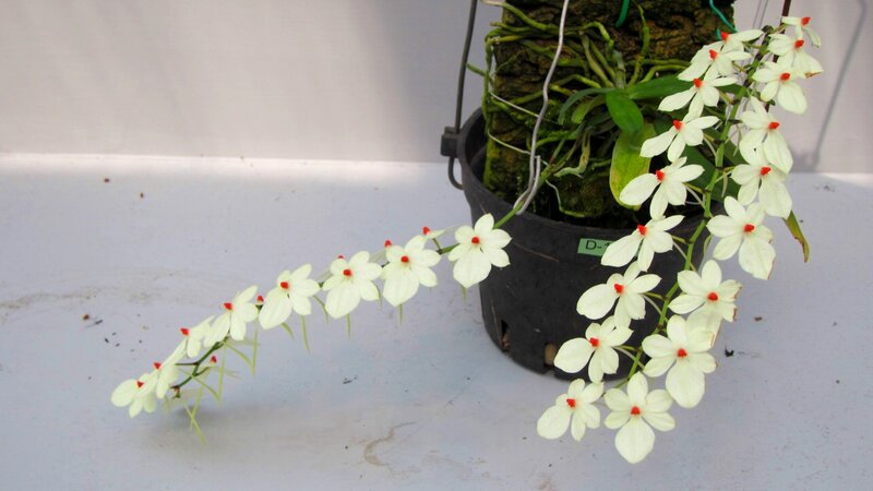 White Orchid Flowers — Calm, Photograph, Pot