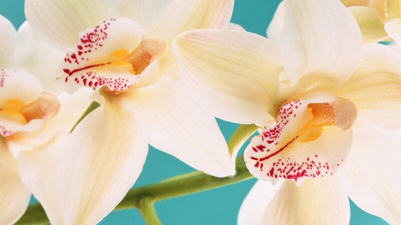 White Orchid Flowers — Calm, Photograph, Stem, Blue Background