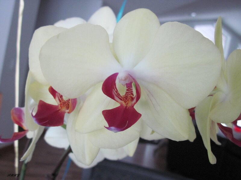 White Orchid Flowers — Calm, Photograph, Stem