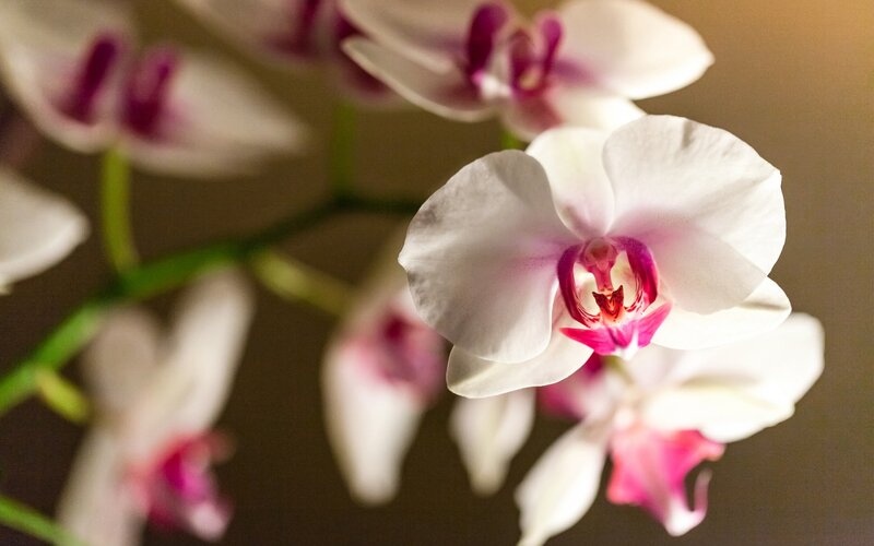 White Orchid Flowers — Calm, Photograph, Stems