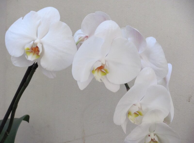 White Orchid Flowers — Calm, Photograph, Stems, Wall