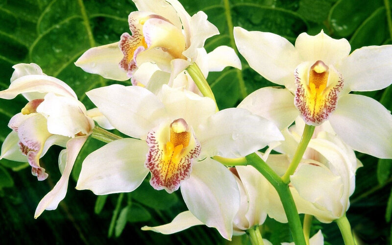White Orchid Flowers — Calm, Photograph