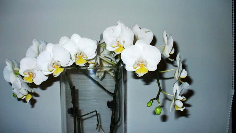 White Orchid Flowers — Calm, Photograph, Vase