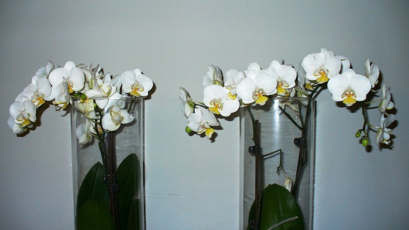 White Orchid Flowers — Calm, Photograph, Vase, Wall