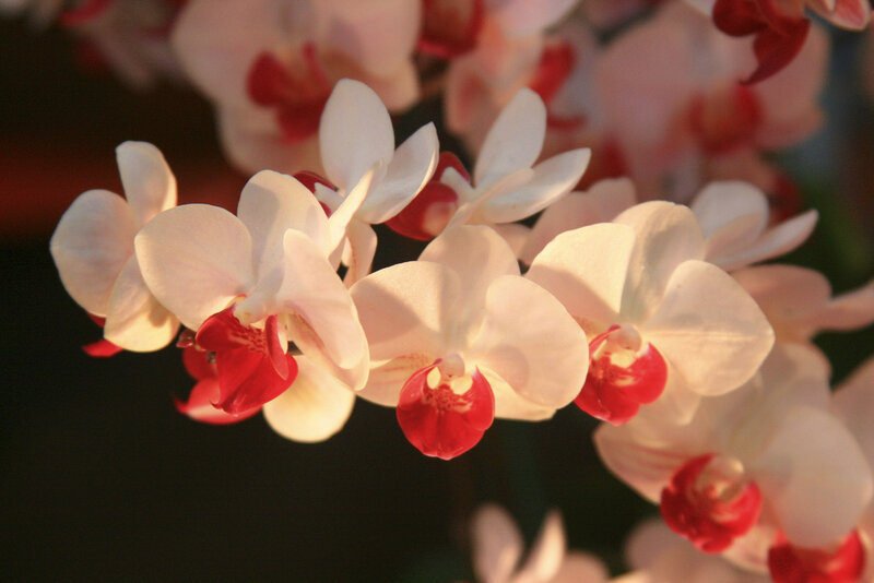 White Orchid Flowers — Calm, Sunset