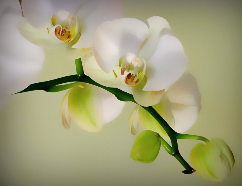 White Orchid Flowers — Calm