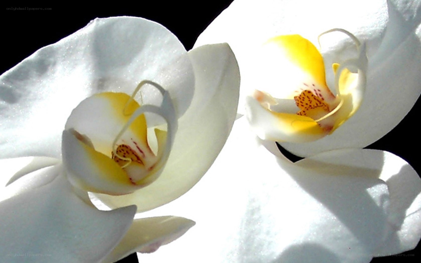 White orchid flowers close-up