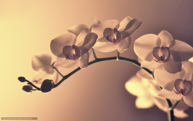 White Orchid Flowers — Cream