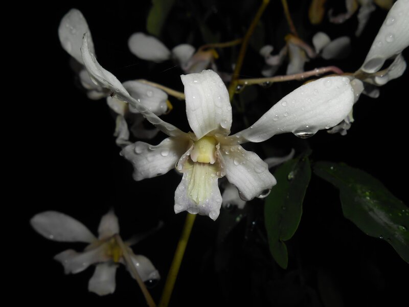 White Orchid Flowers — Dramatic, Night, Photograph, Leaves