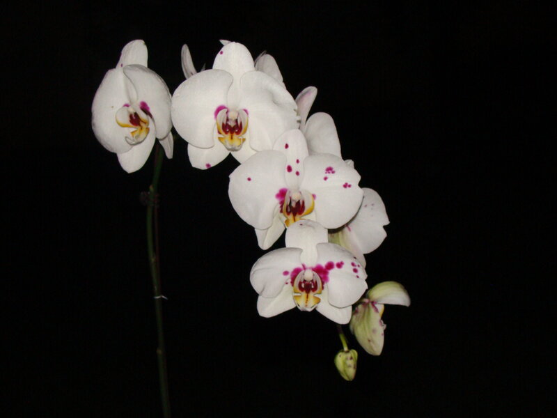 White Orchid Flowers — Dramatic, Night, Photograph