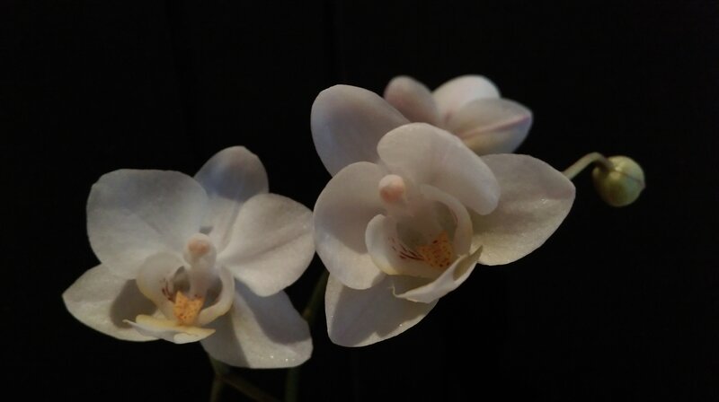 White Orchid Flowers — Dramatic, Photograph, Flower, Bud, Stem
