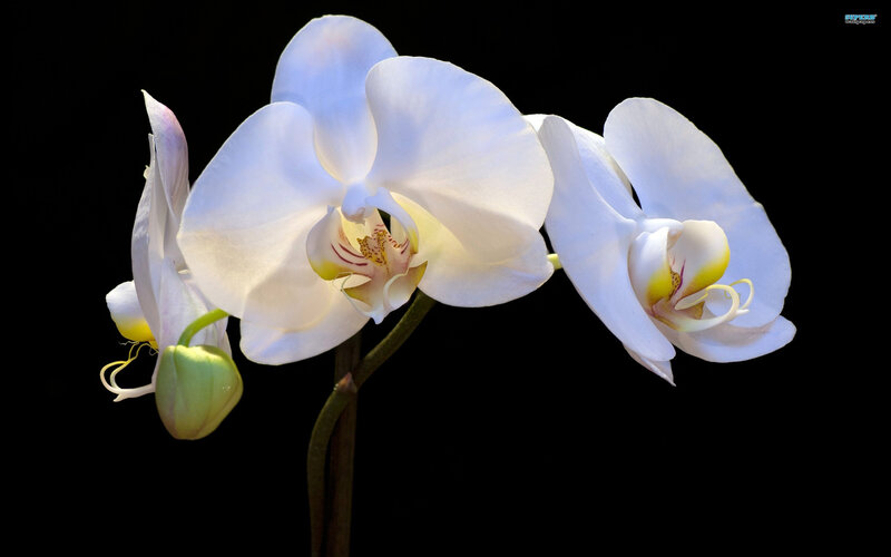 White Orchid Flowers — Dramatic, Photograph, Flower, Bud