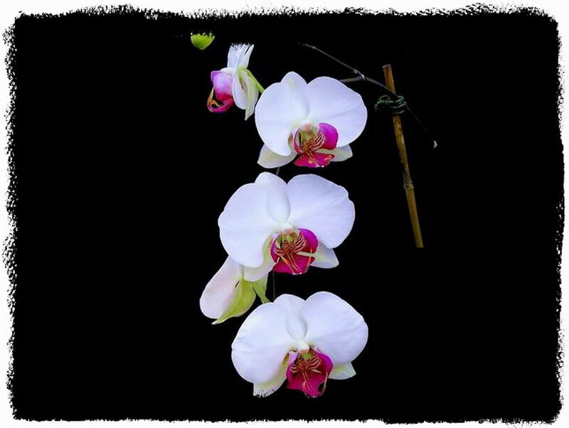 White Orchid Flowers — Dramatic, Photograph, Flower, Stem, Black Background
