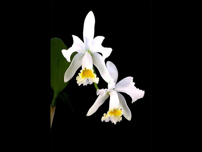 White Orchid Flowers — Dramatic, Photograph, Green Leaf