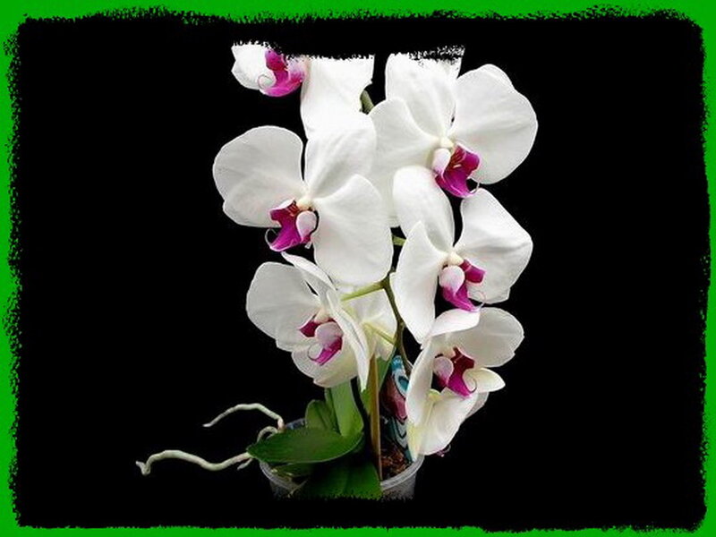 White Orchid Flowers — Dramatic, Photograph, Green Leaves, Pot