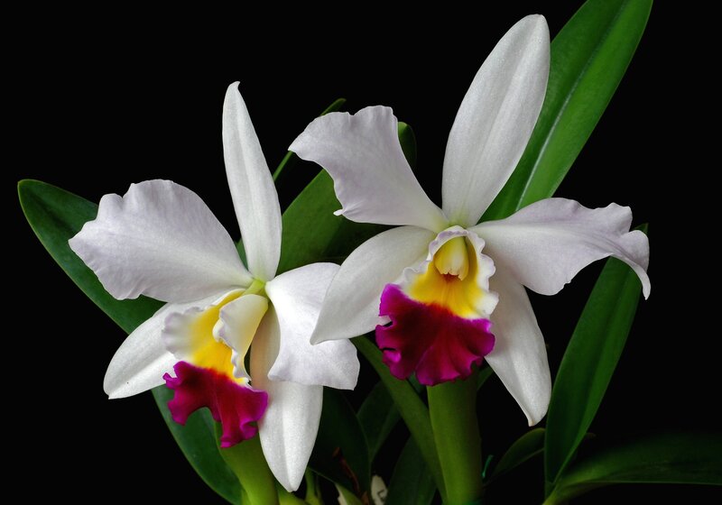 White Orchid Flowers — Dramatic, Photograph, Green Leaves