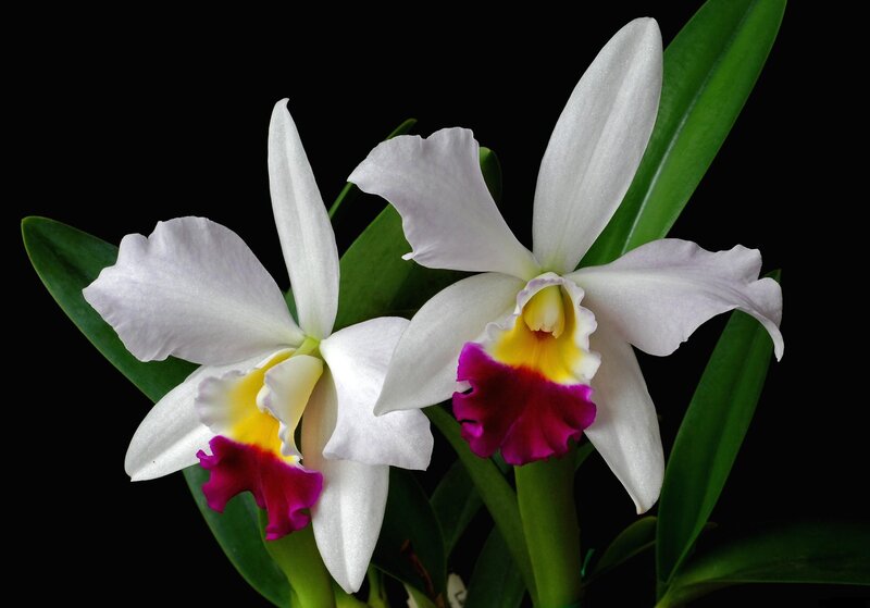 White Orchid Flowers — Dramatic, Photograph, Green Leaves, Yellow Center