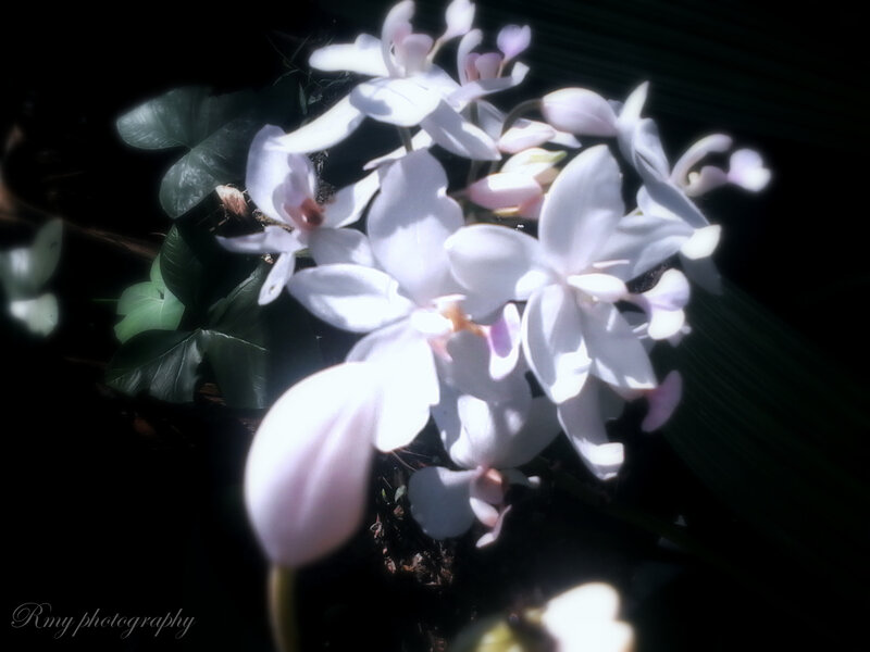 White Orchid Flowers — Dramatic, Photograph, Leaves, Light