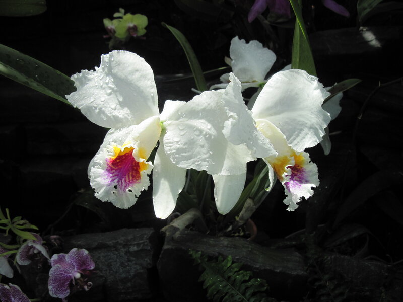 White Orchid Flowers — Dramatic, Photograph, Leaves